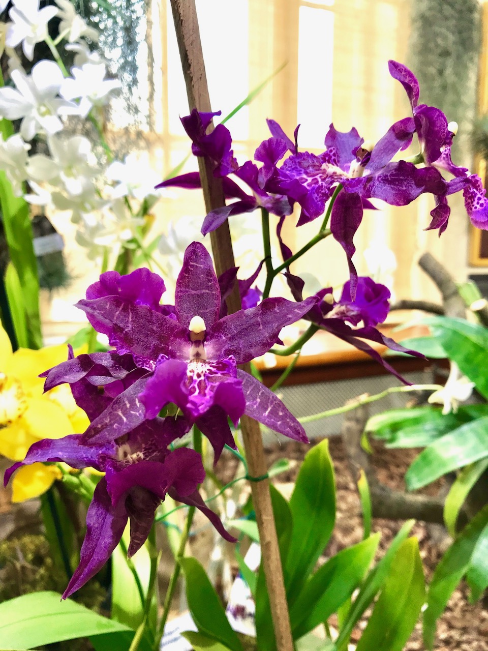 orchidea (19)