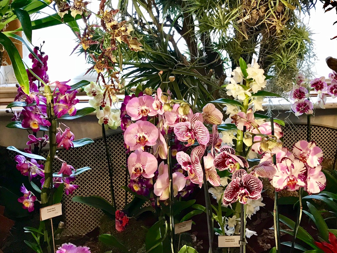 orchidea (8)