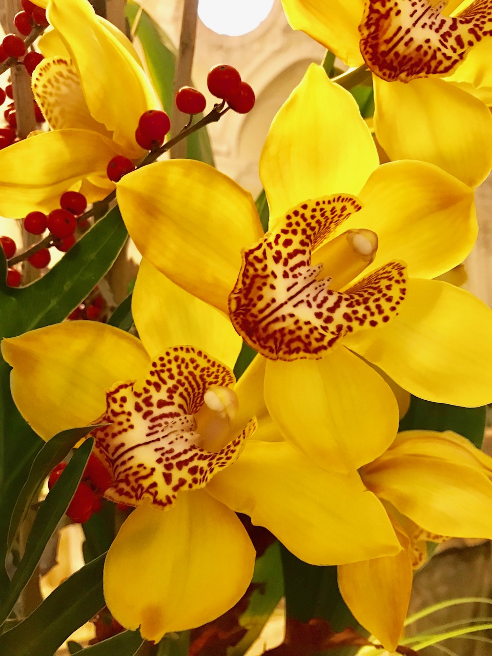 orchidea (7)
