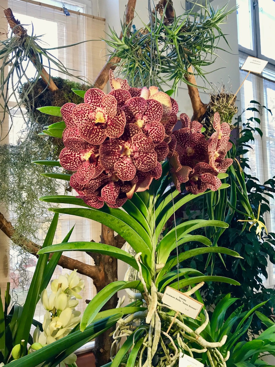 orchidea (21)
