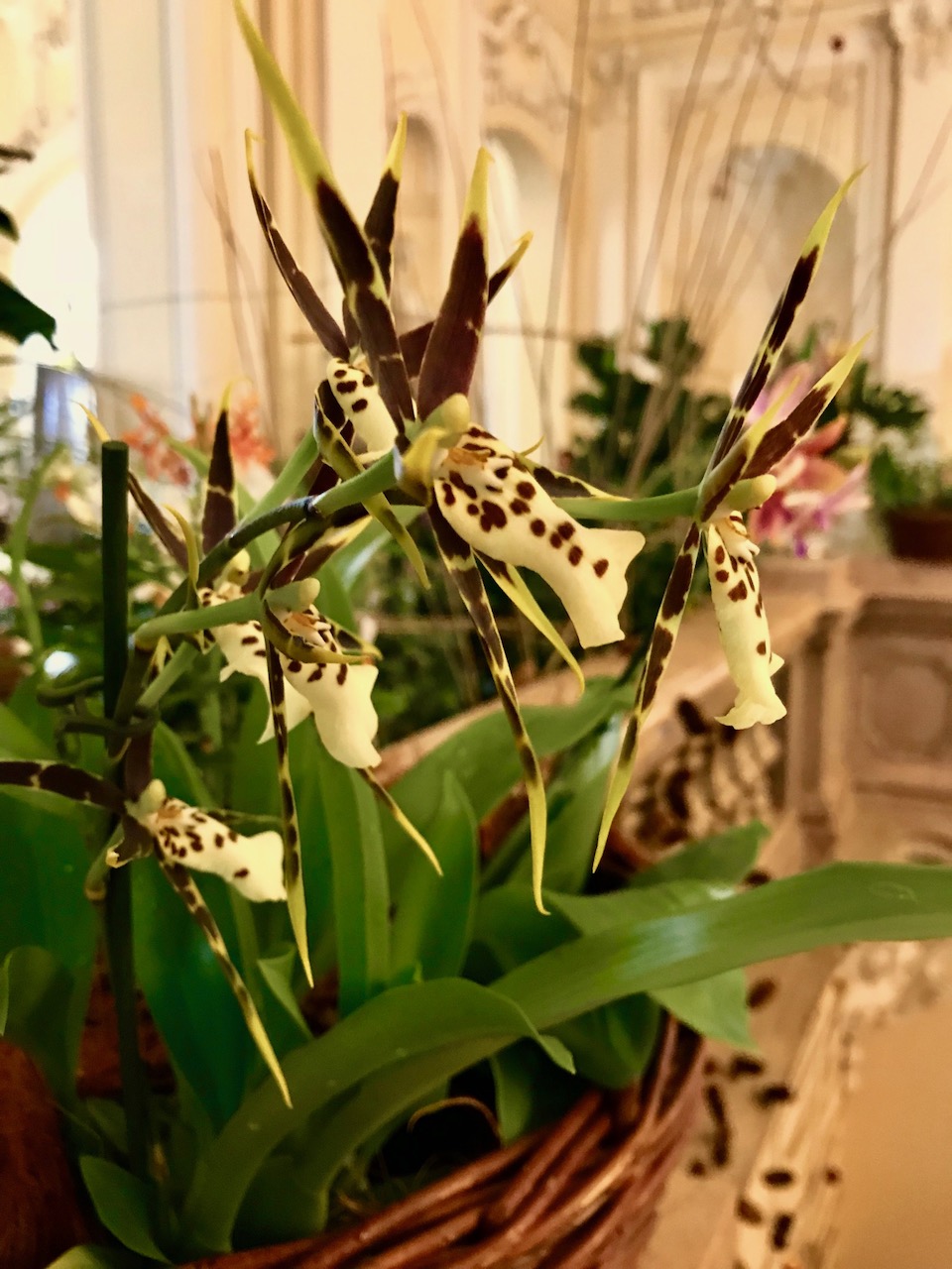 orchidea (13)