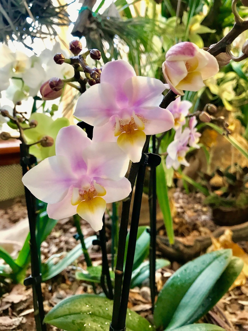 orchidea (20)