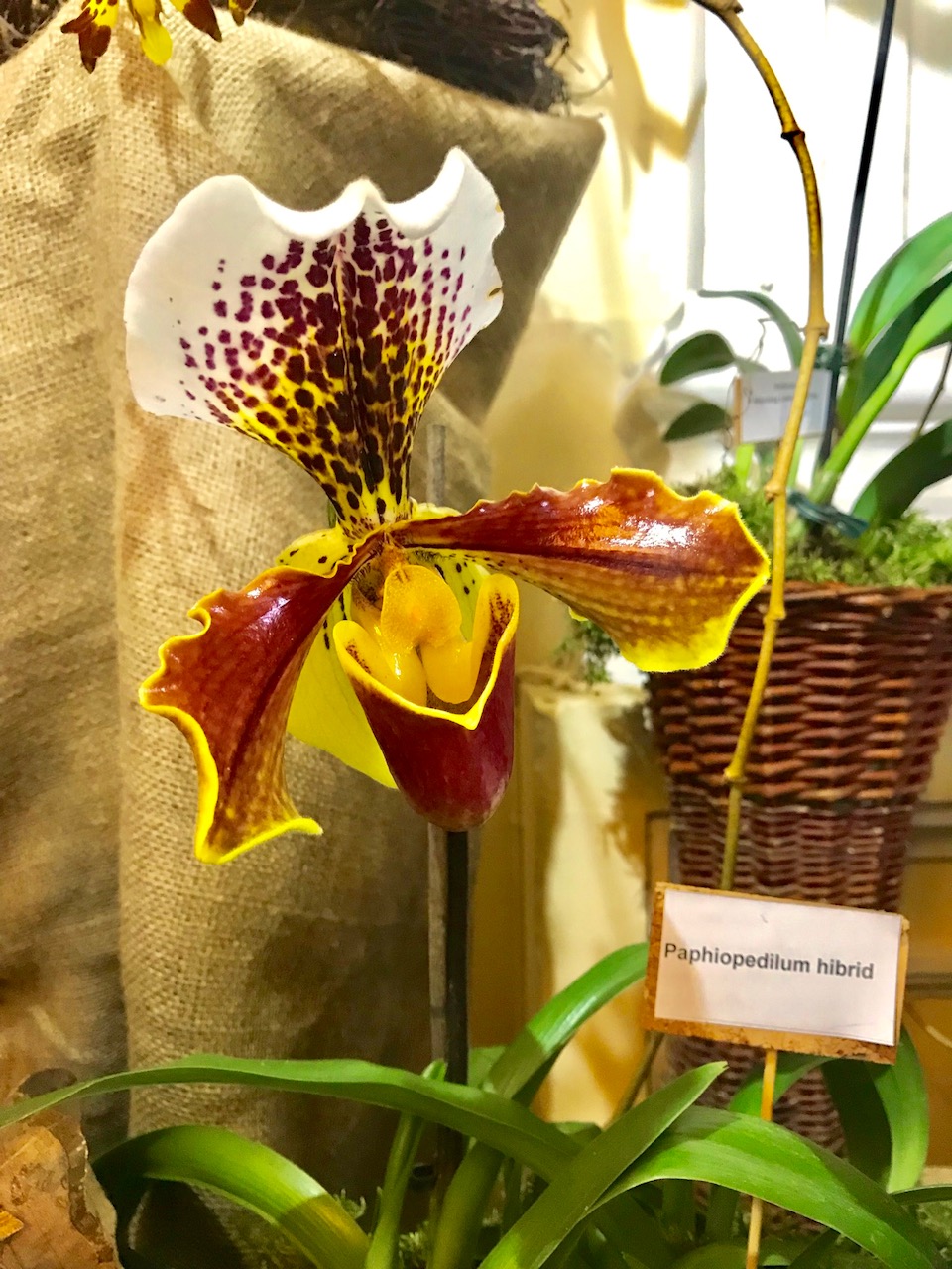 orchidea (15)