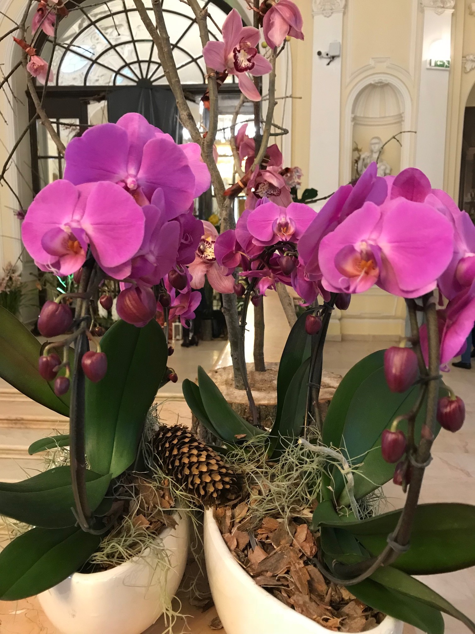 orchidea (4)