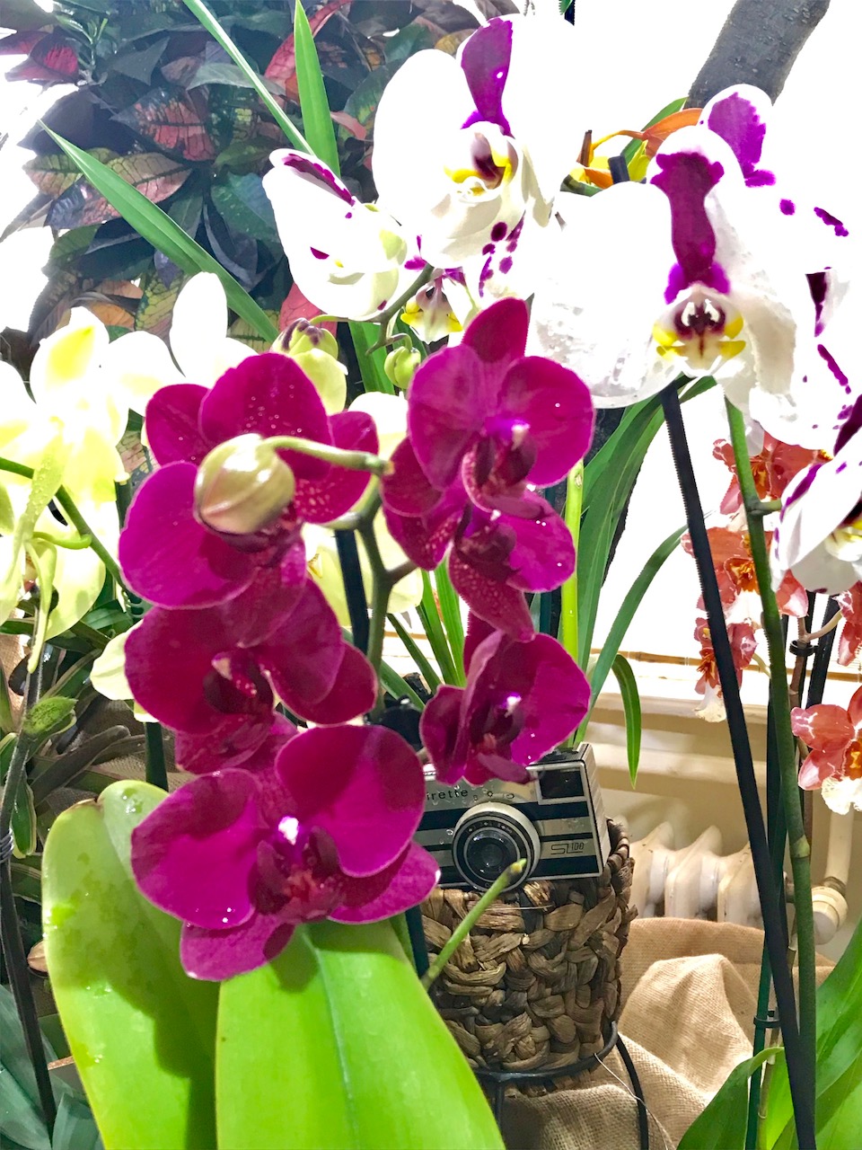 orchidea (24)