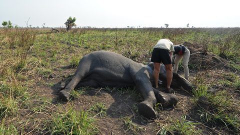 Veterinary doctors check the condition of a young female elephant sedated to be fitted with a geographical positioning system (GPS) collar in the Garamba National Park, northeastern Democratic Republic of Congo (DRC) on February 2, 2016. Chronic insecurity, regional conflict, tough terrain and isolation make Africa's Garamba park perhaps the most difficult place on the continent to practice conservation. 114 elephants were killed last year. / AFP PHOTO / TONY KARUMBA