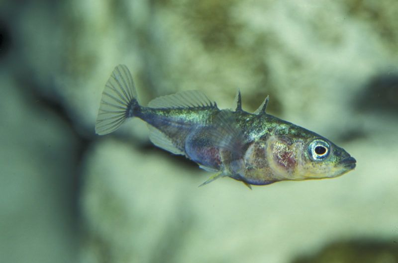 Three-spined stickleback in an aquarium. Biosphoto / Bruno Marielle