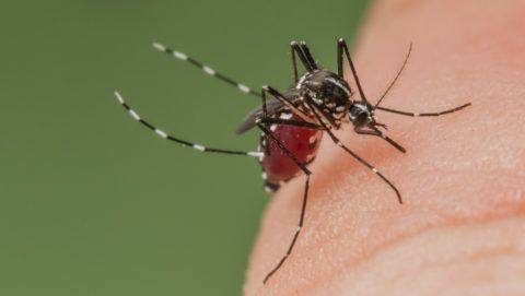 Asian Tiger Mosquito biting on finger Spain. Invasive, potentially disease-carrying species around the world, photographed in Catalonia, Spain, where it is present since 2004. Biosphoto / Roger Eritja