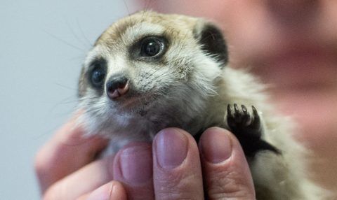 Kecskemét, 2017. február 1. Egy négy hónapos szurikáta (Suricata suricatta) Tokovics Tamás, a Kecskeméti Vadaspark igazgatója kezében Kecskeméten 2017. február 1-jén. A kis nõstény állat három hónappal ezelõtt egy hónapos korában érkezett Budapestrõl, miután az anyja nem tudta gondozni. A szurikáta a hideg idõ miatt jelenleg az igazgatói irodában lakik. MTI Fotó: Ujvári Sándor