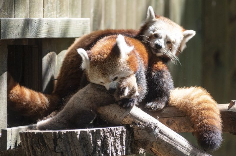 Nyíregyháza, 2019. augusztus 2. Hathetes vörösmacskamedve-kölyök, más néven kis panda (Ailurus fulgens) anyjával és apjával a Nyíregyházi Állatparkban 2019. augusztus 2-án. A kis panda ikreket a látogatók két hét múlva láthatják. A Himalája mérsékelt övi erdõiben, Bhután, Kína, India, Laosz, Mianmar és Nepál területén élõ faj mindenütt védelmet élvez, a Természetvédelmi Világszövetség a súlyosan veszélyeztetett kategóriába sorolta. MTI/Balázs Attila