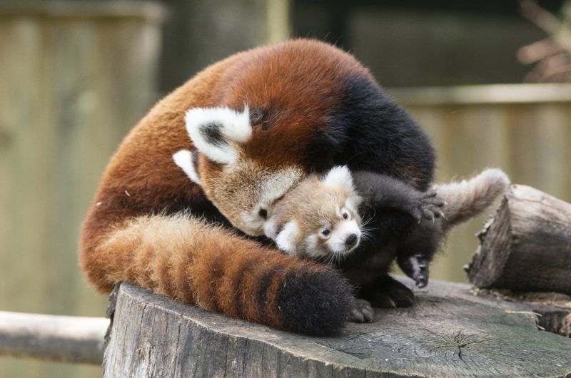 Nyíregyháza, 2019. augusztus 2. Hathetes vörös macskamedvekölyök, más néven kis panda (Ailurus fulgens) anyjával a Nyíregyházi Állatparkban 2019. augusztus 2-án. A kis panda ikreket a látogatók két hét múlva láthatják. A Himalája mérsékelt övi erdõiben, Bhután, Kína, India, Laosz, Mianmar és Nepál területén élõ faj mindenütt védelmet élvez, a Természetvédelmi Világszövetség a súlyosan veszélyeztetett kategóriába sorolta. MTI/Balázs Attila