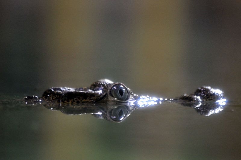 Budapest, 2019. augusztus 16. A Dániából érkezett öt rombuszkrokodil (Crocodylus rhombifer), más néven kubai vagy gyémántkrokodil egyike a Fõvárosi Állat- és Növénykertben 2019. augusztus 16-án. Az öt állat még nagyon fiatal, ezért hosszuk alig haladja meg a fél métert, de idõvel két méternél is nagyobbra nõnek majd. A rombuszkrokodil Kritikusan veszélyeztetett faj. MTI/Kovács Attila