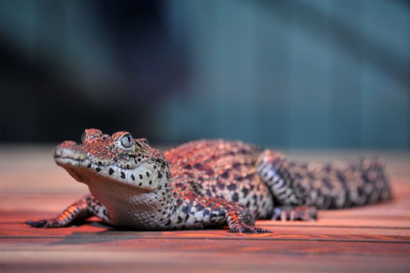 Budapest, 2019. augusztus 16. A Dániából érkezett öt rombuszkrokodil (Crocodylus rhombifer), más néven kubai vagy gyémántkrokodil egyike a Fõvárosi Állat- és Növénykertben 2019. augusztus 16-án. Az öt állat még nagyon fiatal, ezért hosszuk alig haladja meg a fél métert, de idõvel két méternél is nagyobbra nõnek majd. A rombuszkrokodil Kritikusan veszélyeztetett faj. MTI/Kovács Attila