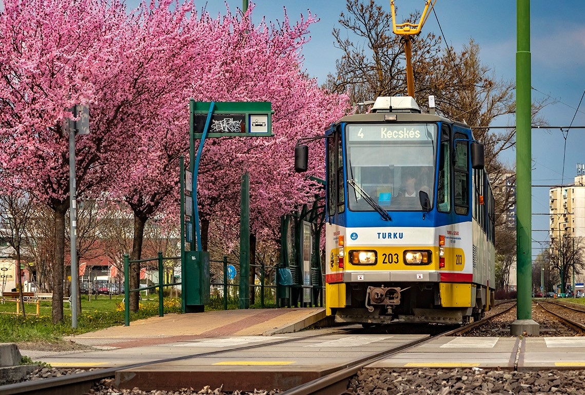 Virágszirmok kavalkádja Szegeden: még a fű is tele lett rózsaszínnel
