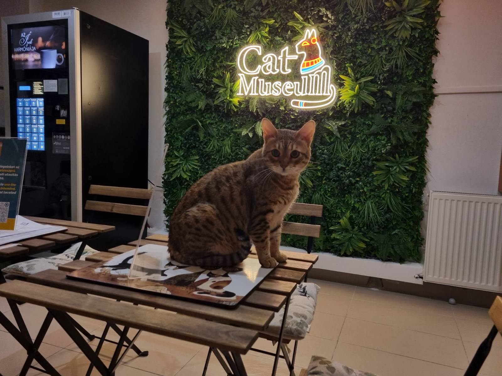 Macska-szentélyt találtunk Budapesten: a Cat Museum nemcsak interaktív múzeum, hanem cicasimogató is!