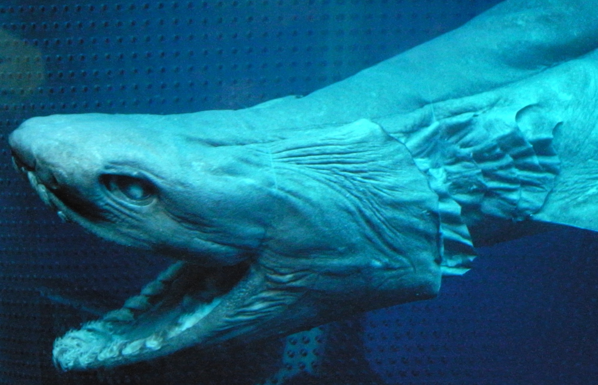 10 létező, halálosan rémisztő tengeri lény - és amit tudni kell róluk