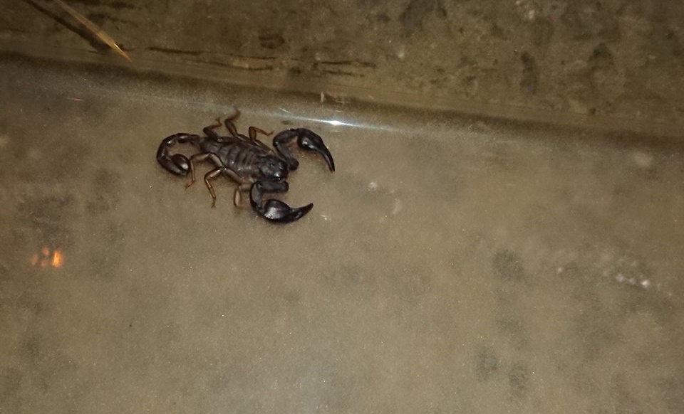 Skorpiót találtak egy belvárosi hotelben