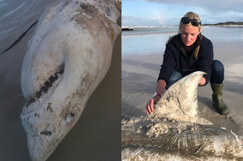 Kiderült, kik végeztek brutális módon a partra sodródott hatalmas fehér cápákkal