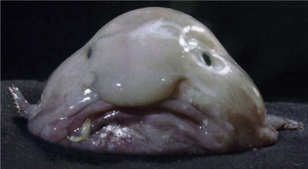 Elég sokan hazudtak neked eddig a világ legrondább állatáról, a blobfishről