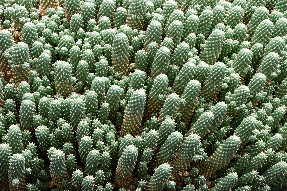 Megkóstolnál egy kaktuszt? Nem? Pedig ez lehet a 21. század legfontosabb ehető növénye
