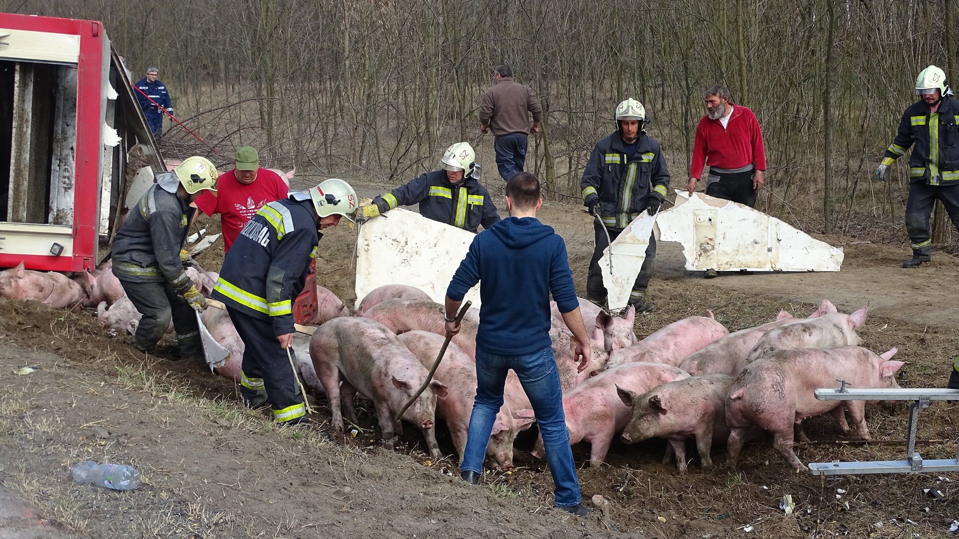 Felborult egy sertéseket szállító kamion Berettyóújfaluban