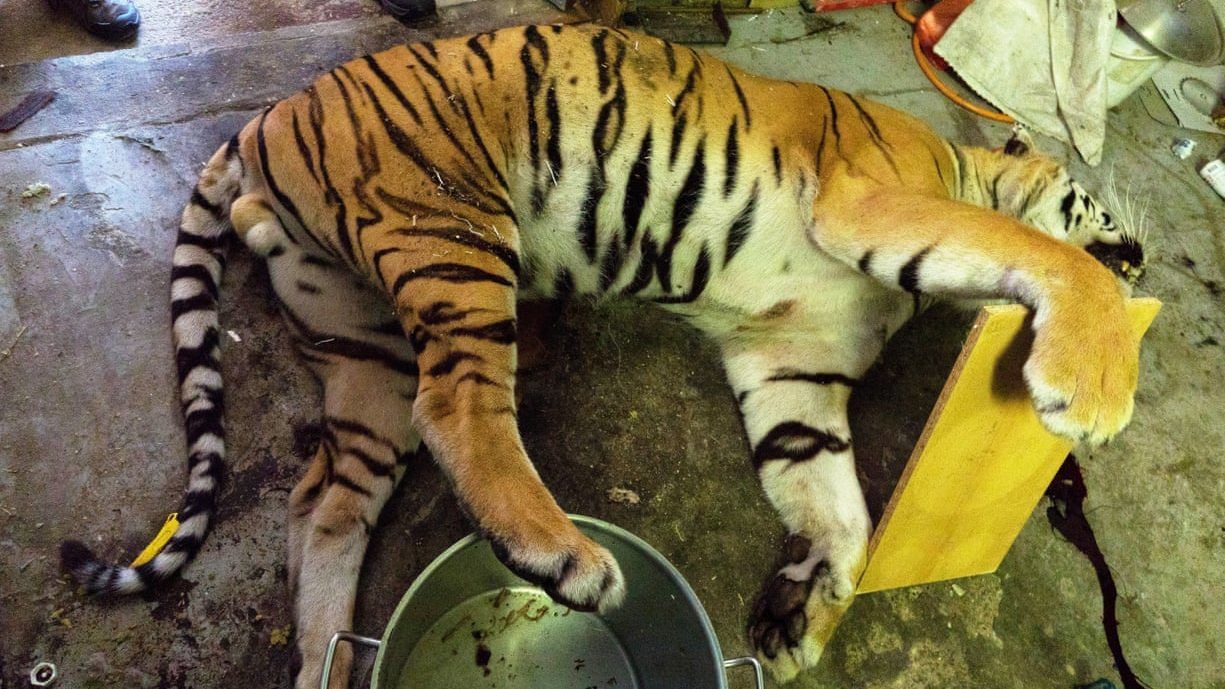 Brutális tigrisvádóhidat találtak Prága mellett