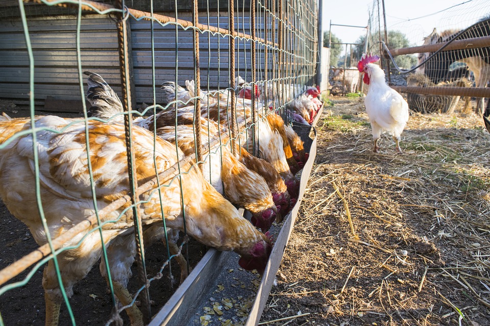 Mégsem épül fel az óriási tojófarm Vas megyében, a helyi termelők megakadályozták