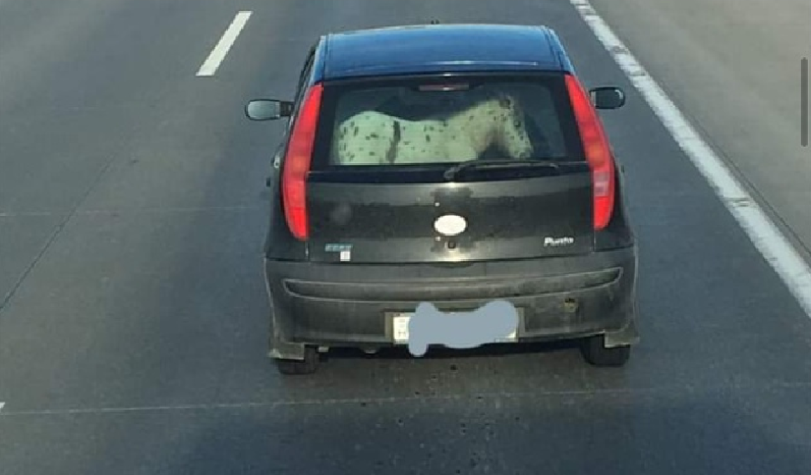 Egy Fiat Punto hátuljába zsúfolták be az ellopott pónit