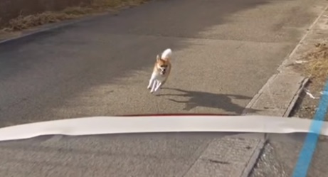 Egy haláli kutyus üldözőbe vette a Google Street View kameráját