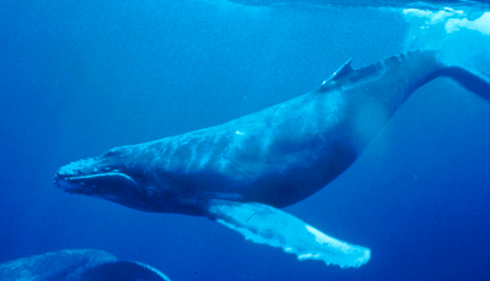 Videón, ahogy a 20 tonnás bálna hirtelen bekapja a búvárt