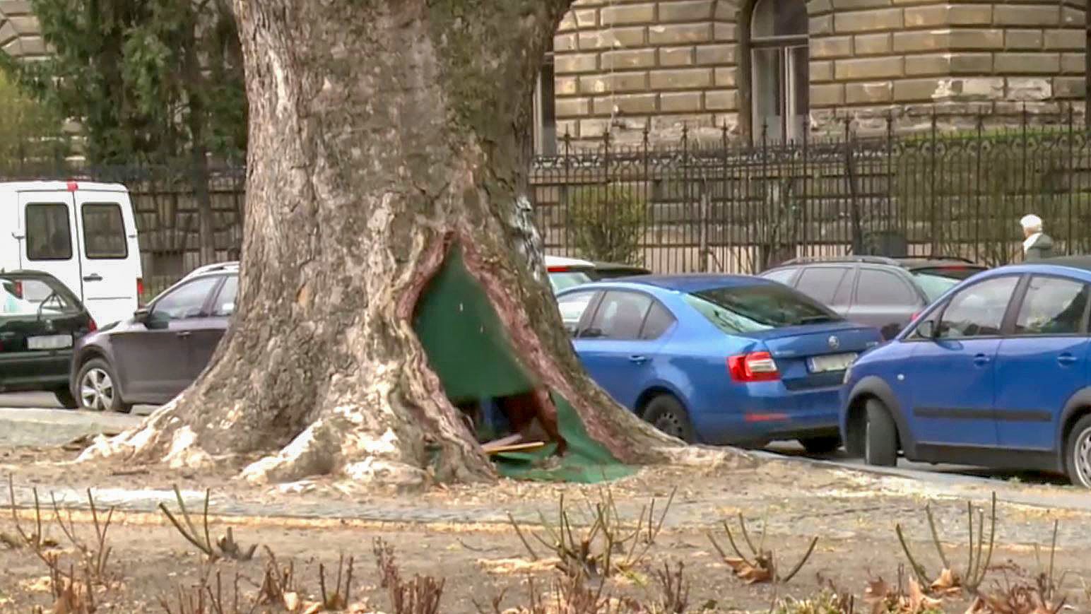 Budapest szívében, egy fában él a hajléktalan