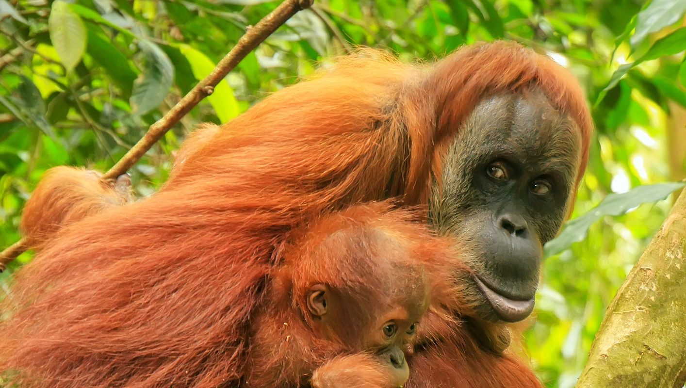 74-szer lőtték meg a szerencsétlen orangutánt