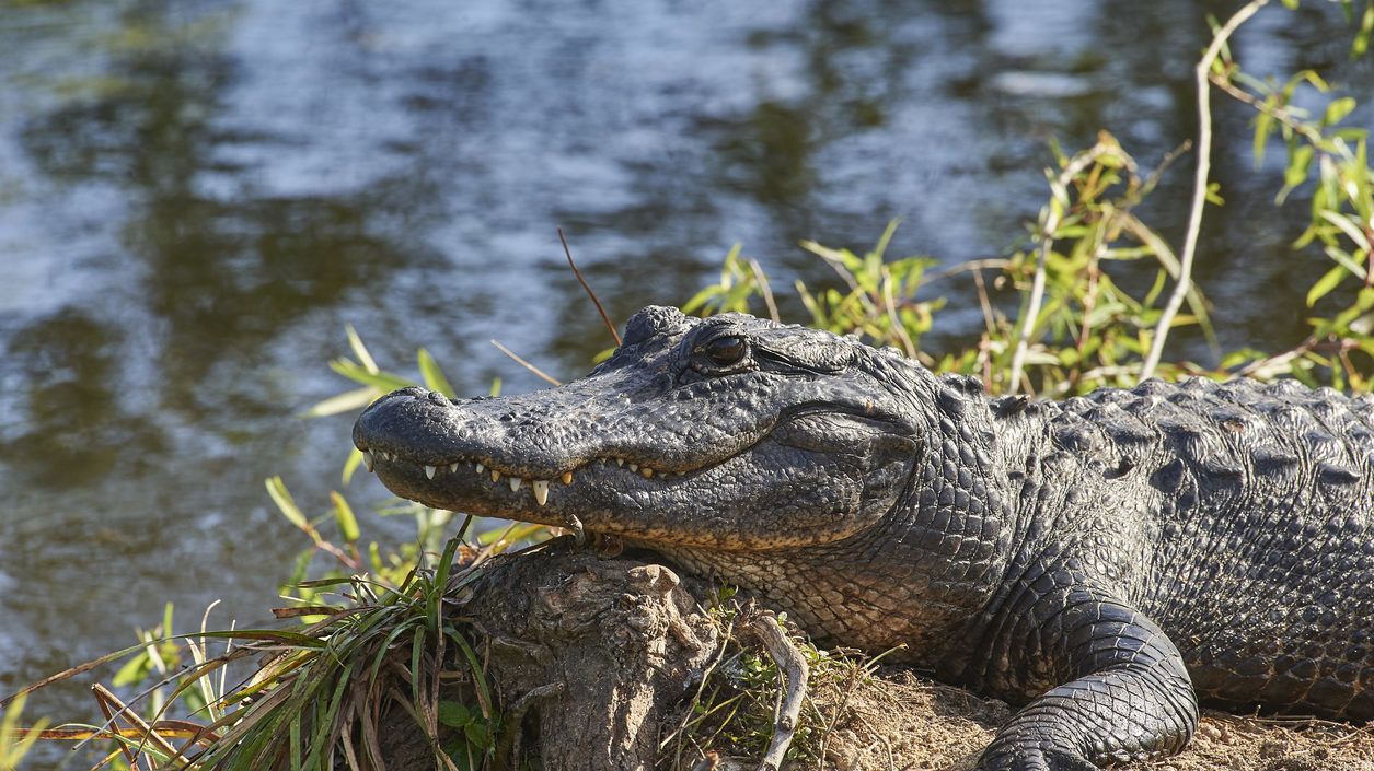 Aligátorokat drogoztak be a tudomány nevében