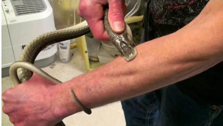 30 éve fecskendez kígyómérget magába a férfi, aki évek óta nem volt már beteg