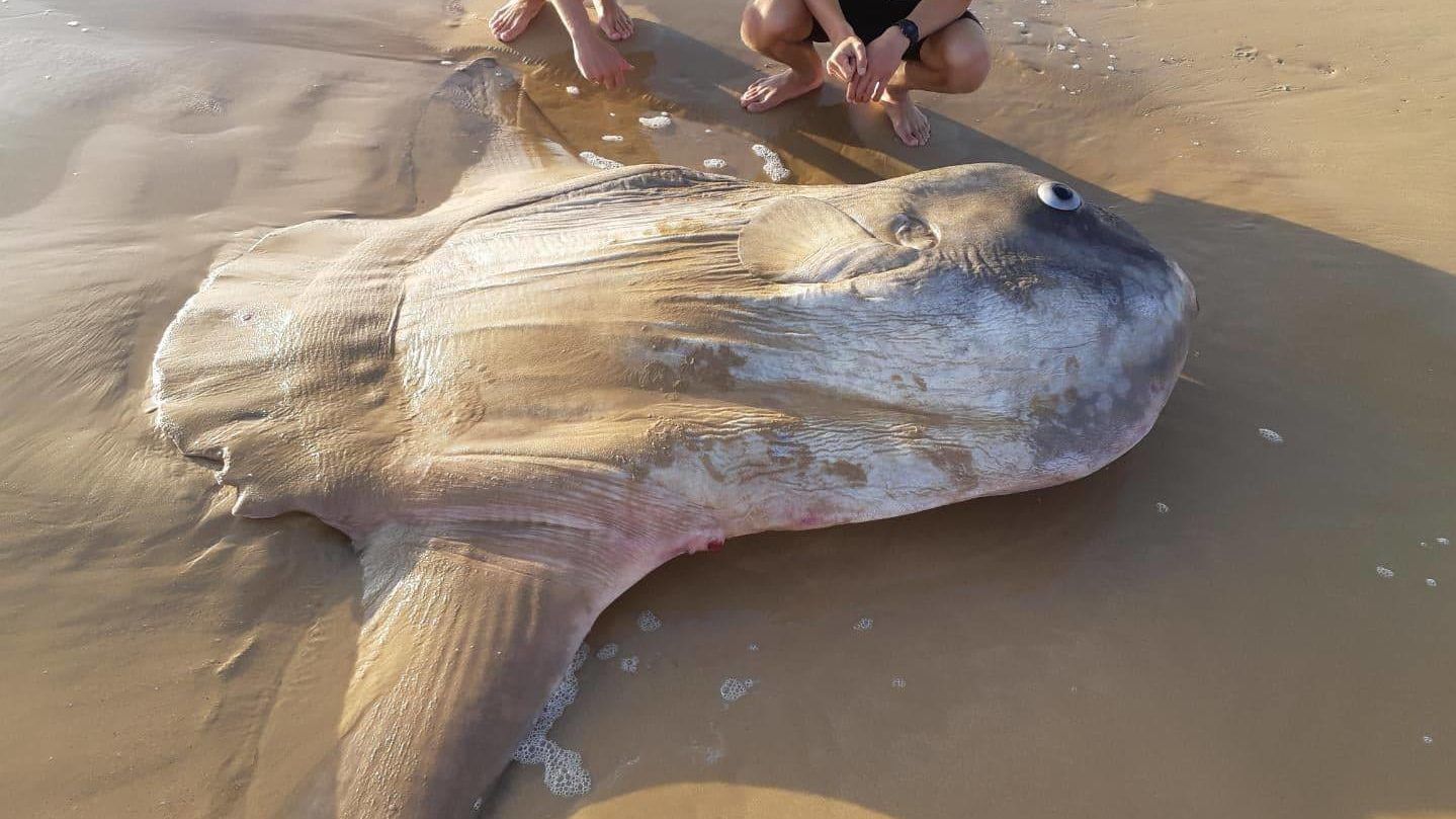 Gigantikus halat sodort partra az óceán Ausztráliában