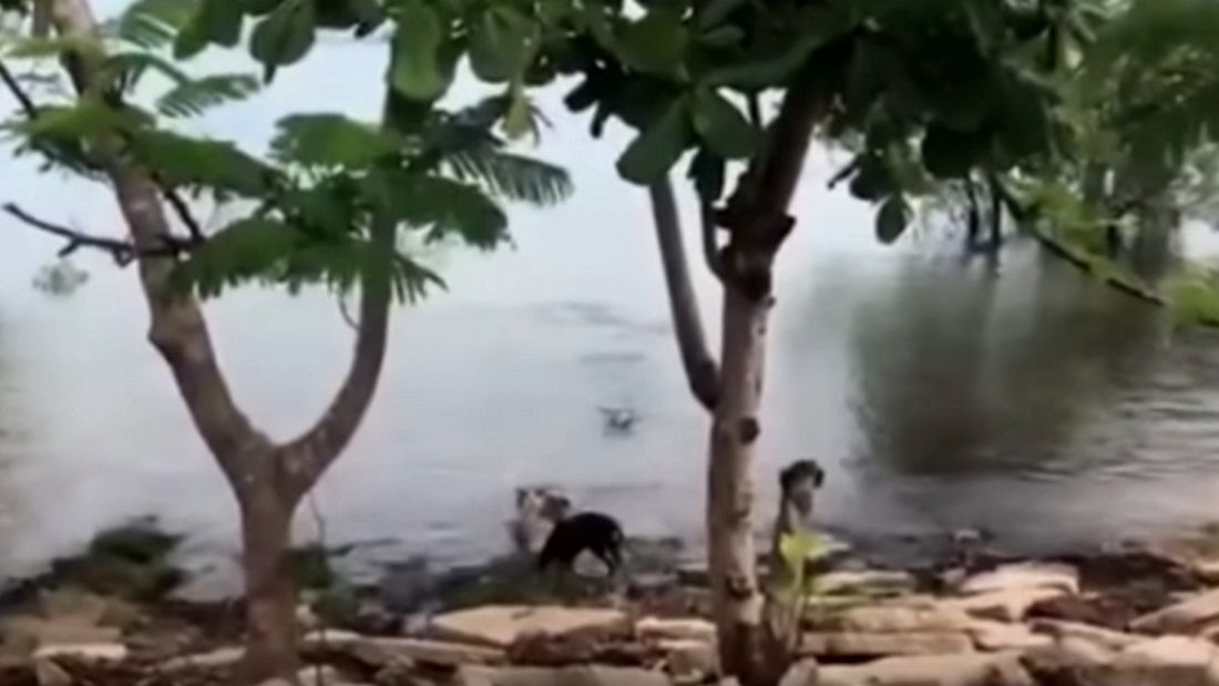 Videón, ahogy egy krokodil lecsap egy kiskutyára