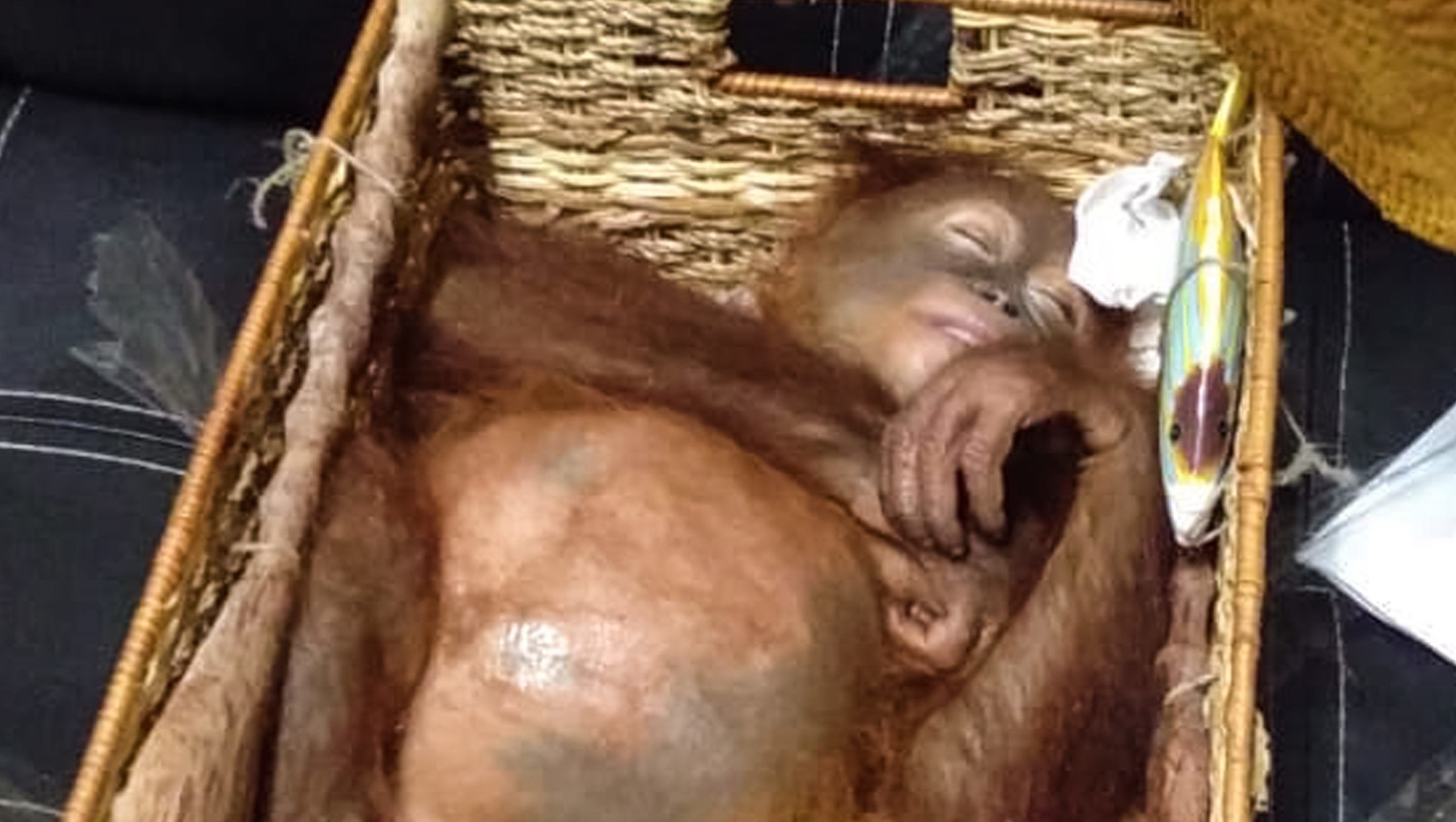 Begyógyszerezett orangutánt találtak egy orosz férfi bőröndjében