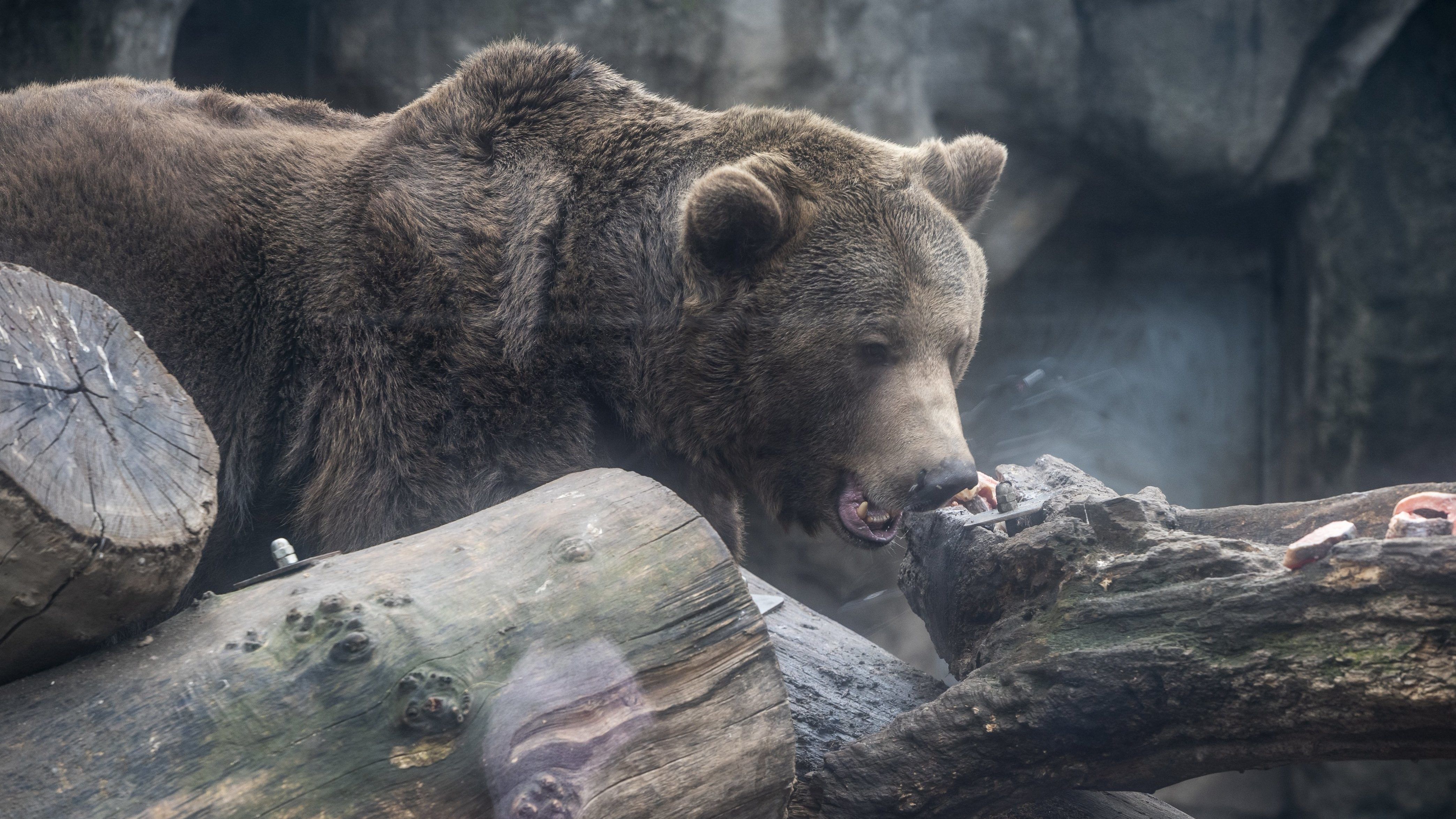 A halálos medvetámadás áldozata megdobálta az állat barlangját