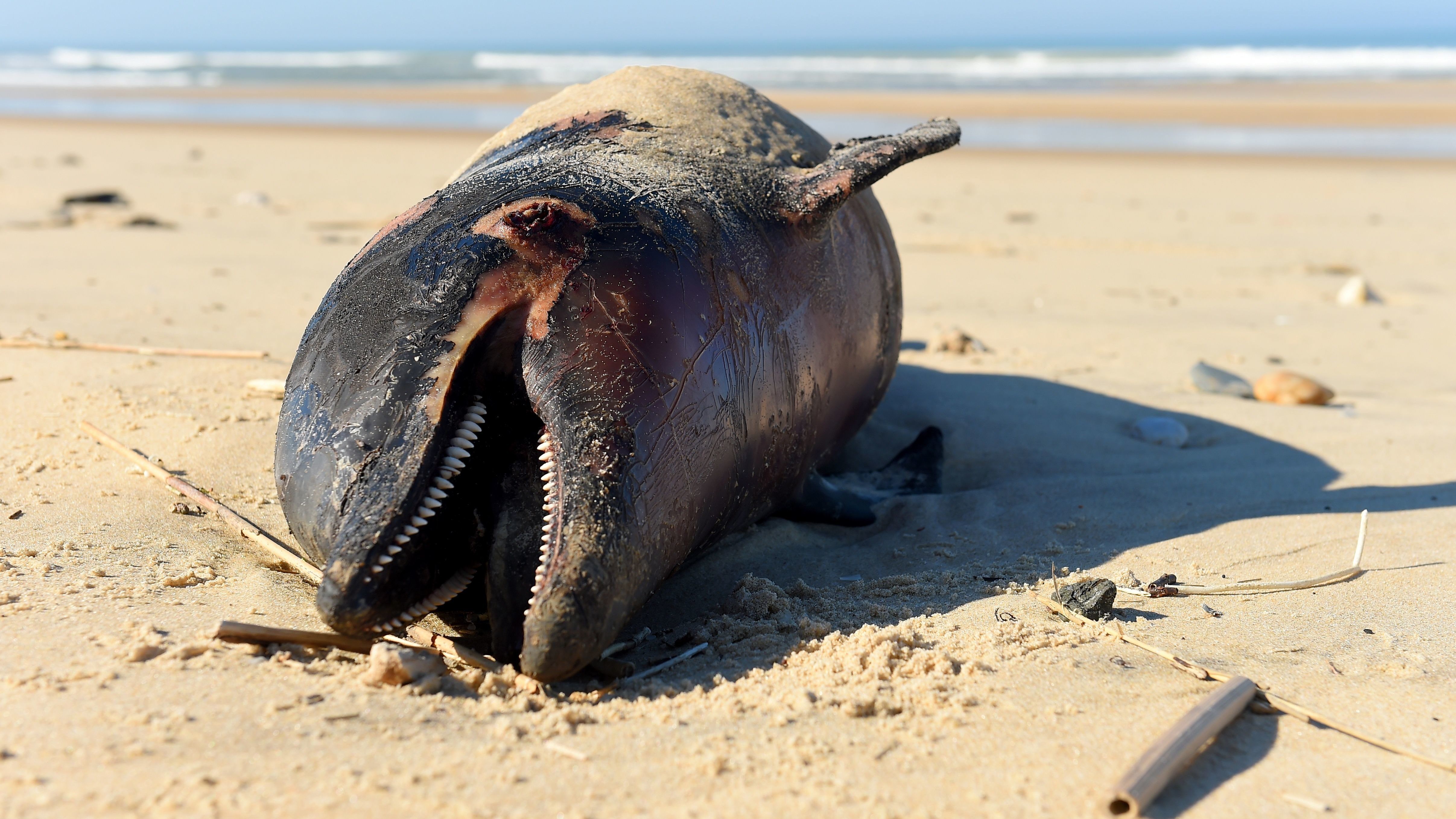 1100 megcsonkított delfint sodort partra az óceán Franciaországban