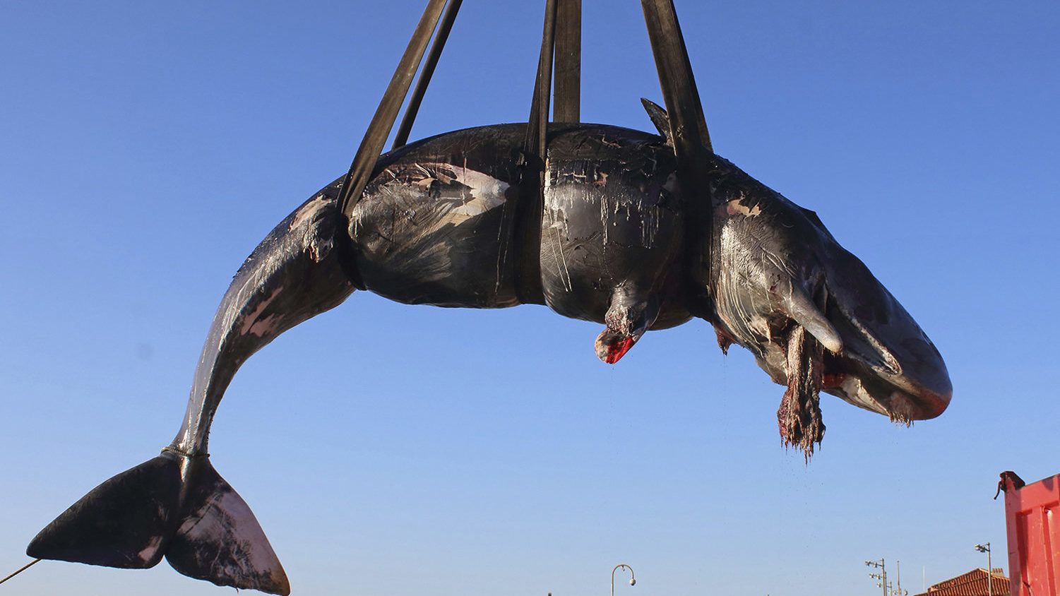 Mosóporos zacskó és műanyag tányér is volt a Szardíniában partra vetődött bálna gyomrában