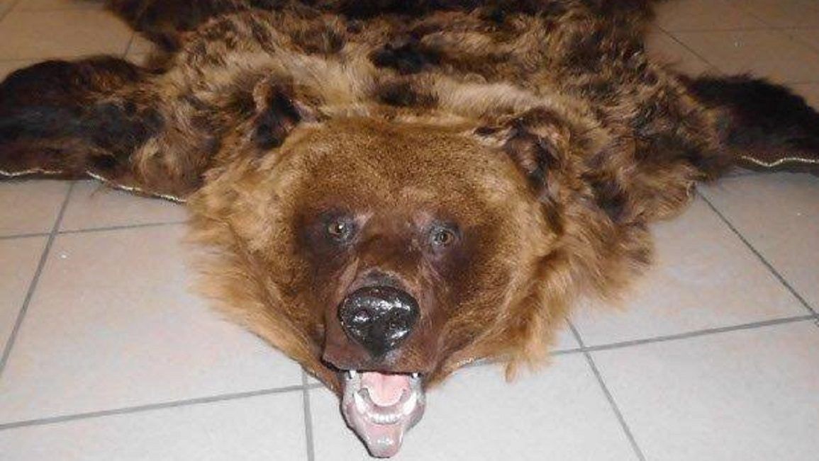 Medveprémet találtak egy autó csomagtartójában Záhonynál