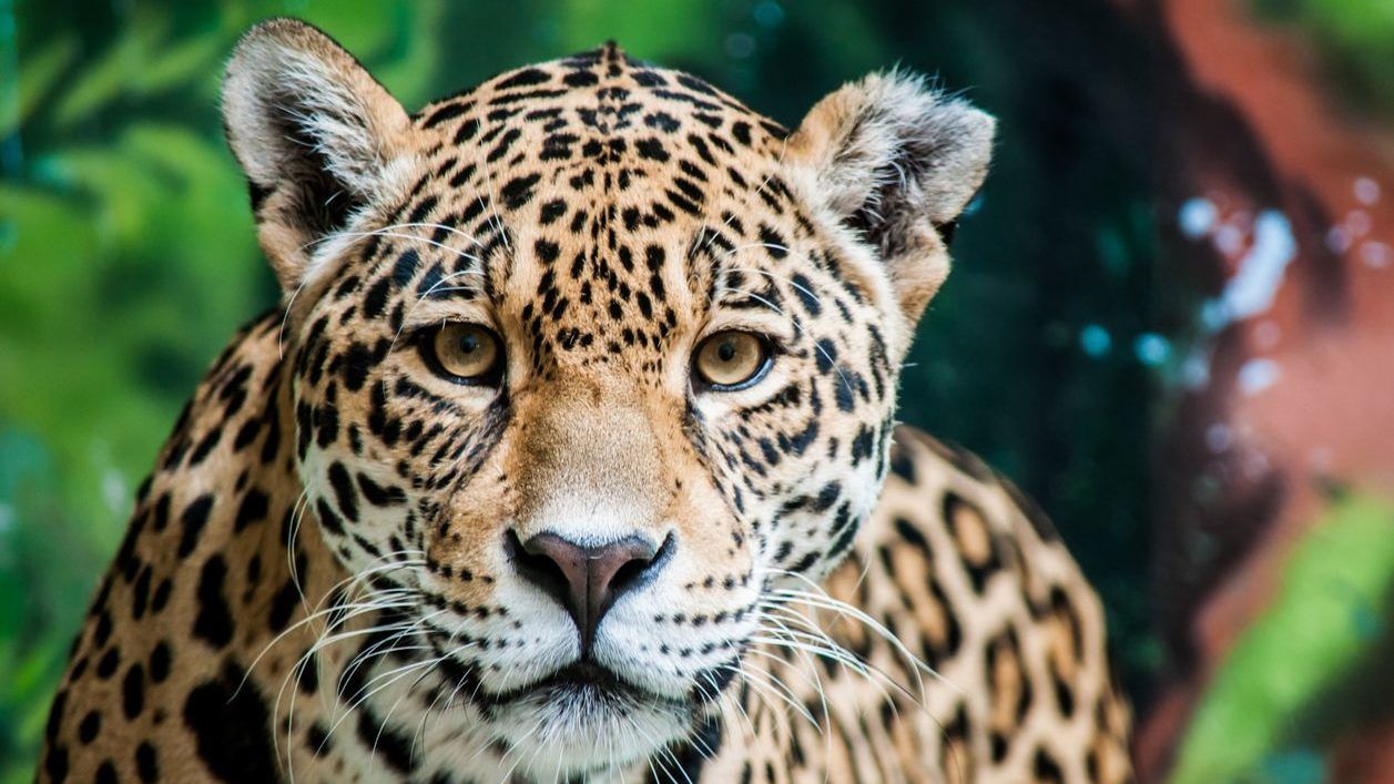 Saját kölykét falta fel a jaguár