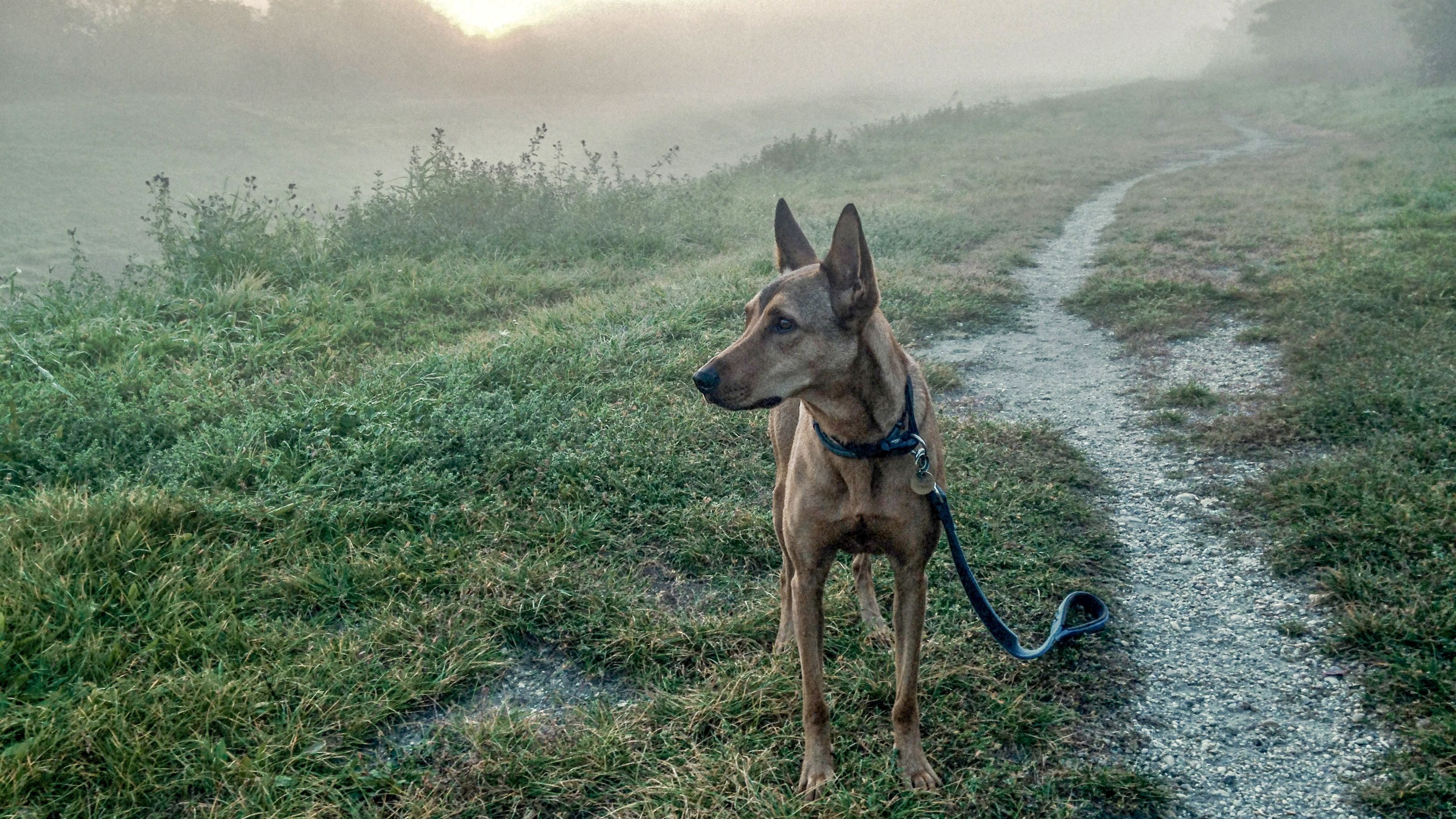 Szép ajándék egy kutya, de ki viszi le sétálni februárban hajnali hatkor?