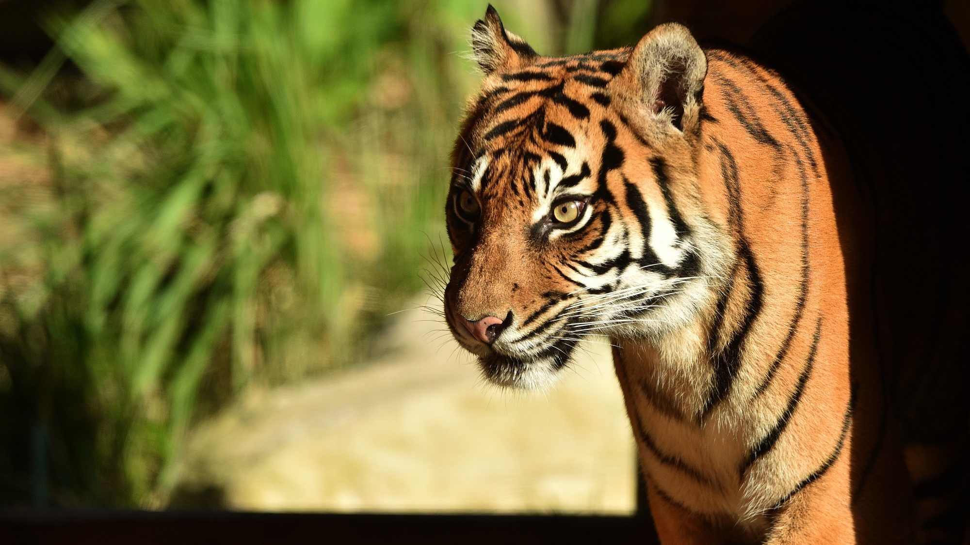 Tigris támadt egy látogatóra a zsolnai állatkertben