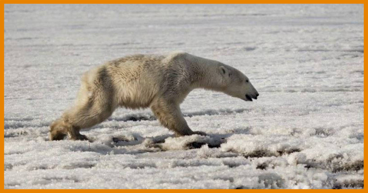 Az éghajlatváltozás miatt kimerült jegesmedve bukkant fel egy orosz faluban, 700 kilométerre az otthonától