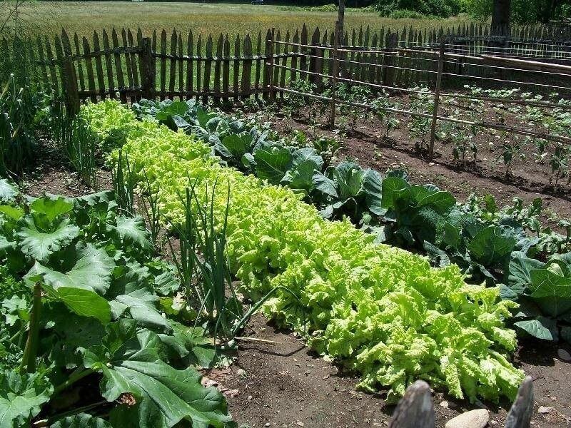 Így ültesd egymás mellé a zöldségeket a kertbe, hogy bőséges termésed legyen