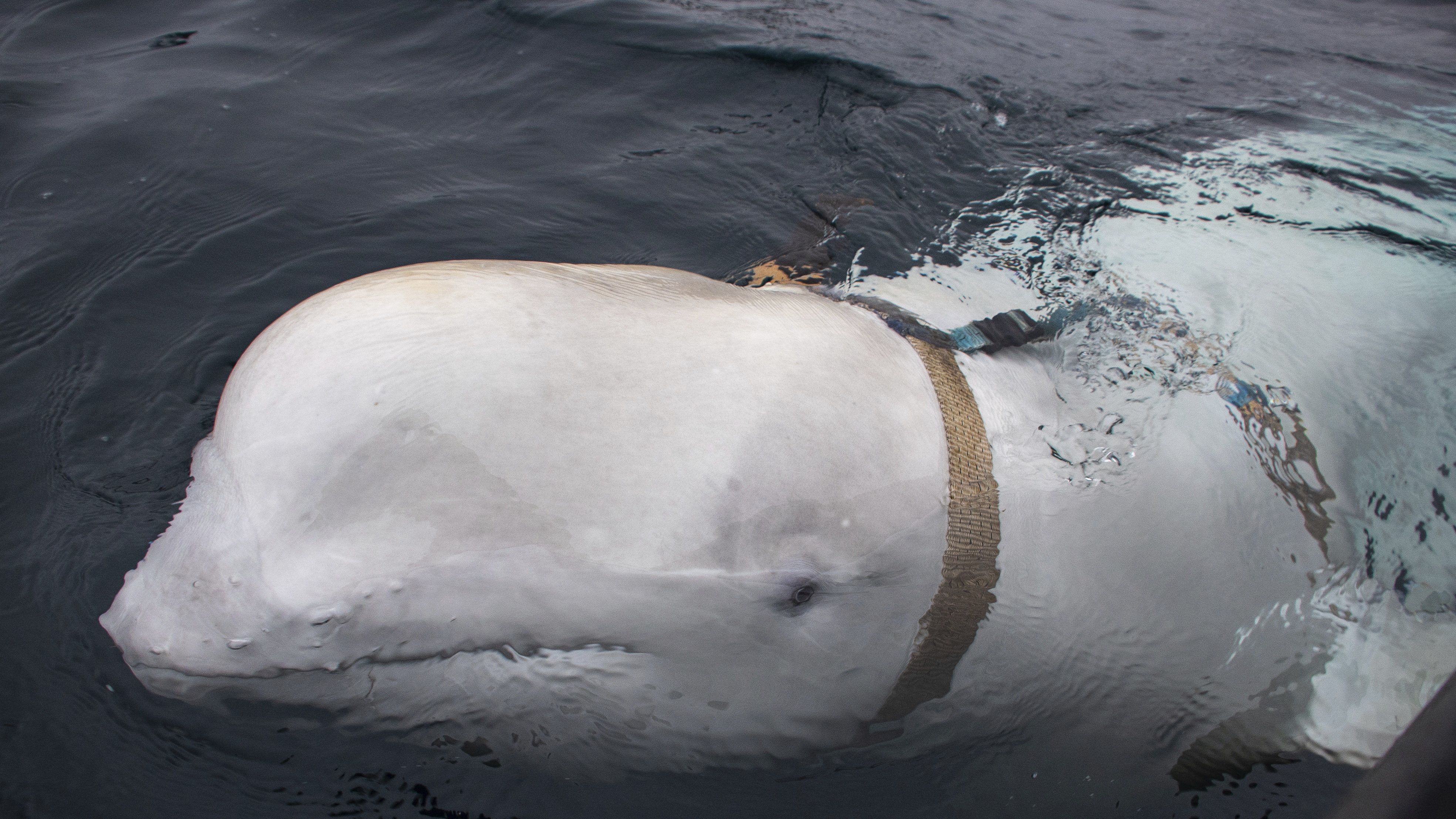 Elszökött egy delfin az orosz haditengerészettől