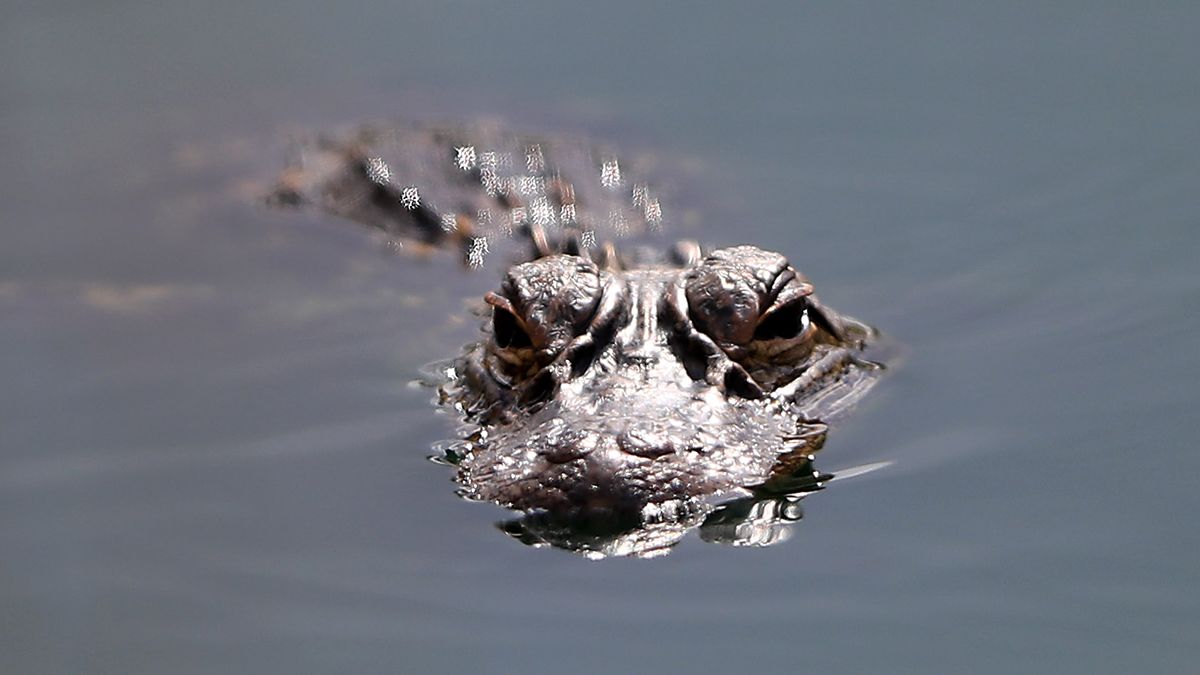 Élhet krokodil, piranha a Balatonban?