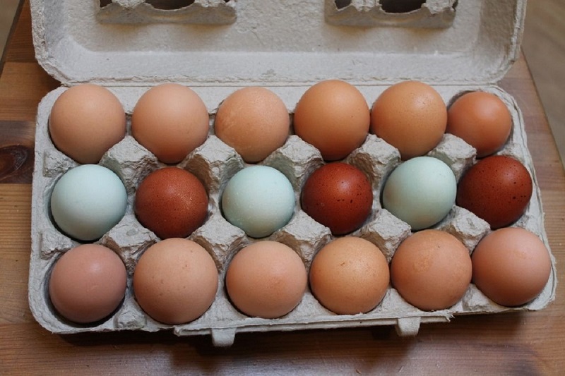 A tojástartó remek segítségünkre van a kertbe is, nem is gondolnád mi mindenre használható