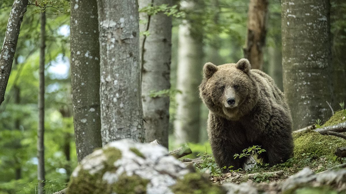 Újra medvék bukkannak fel hazánkban